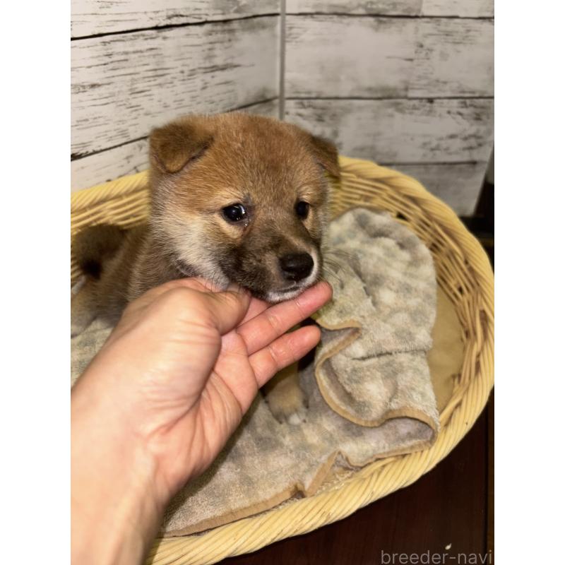 販売中の静岡県の柴犬-414881の6枚目