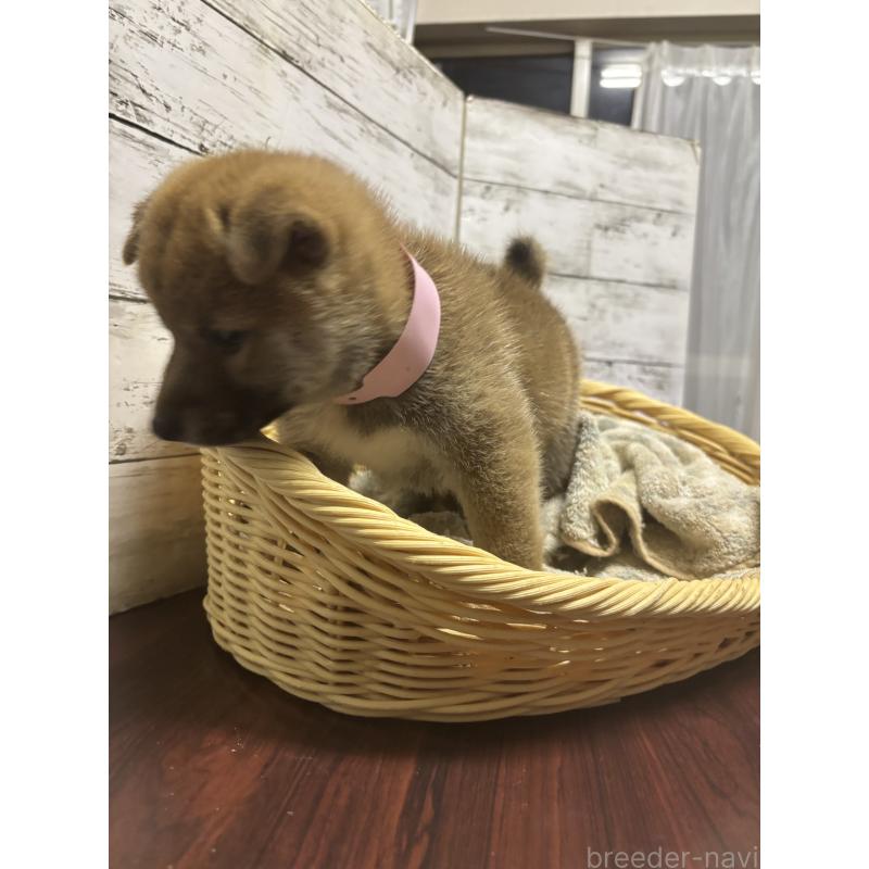 販売中の静岡県の柴犬-414881の4枚目