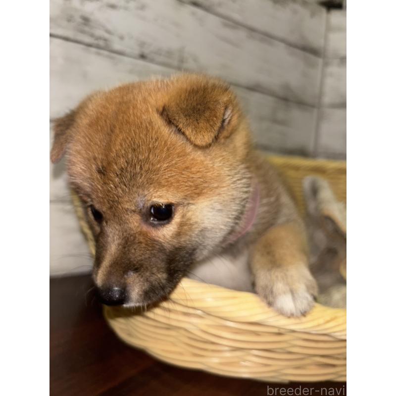 販売中の静岡県の柴犬-414881の3枚目