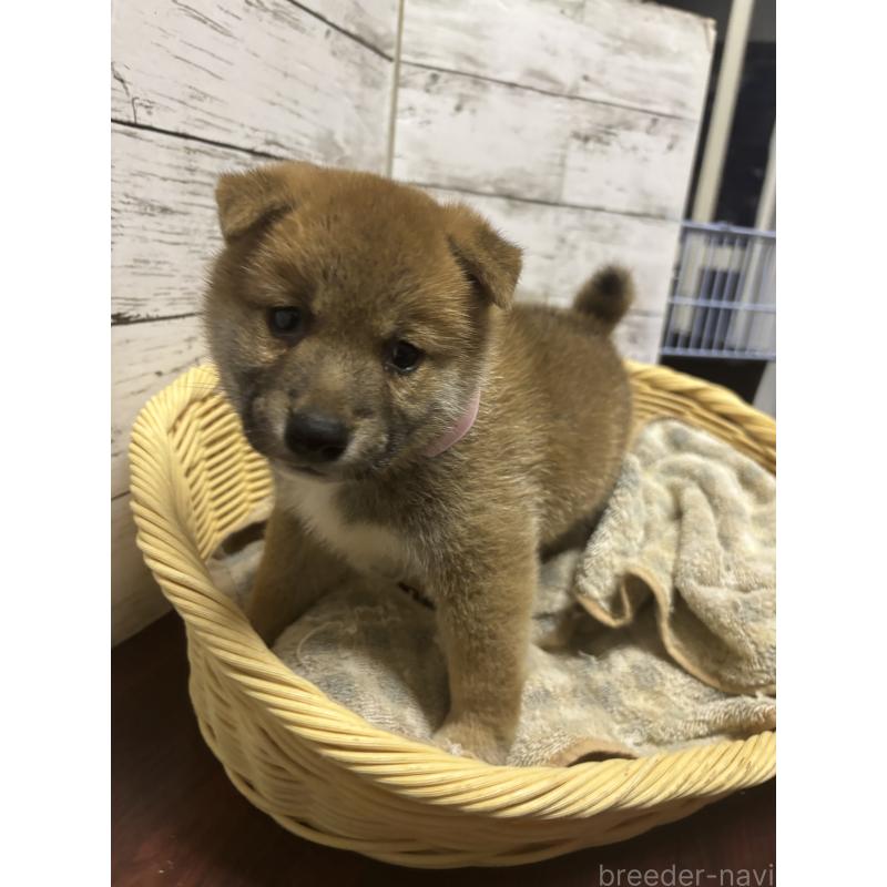 販売中の静岡県の柴犬-414881の2枚目