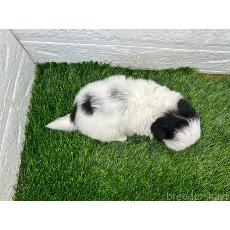販売中の茨城県のミックス犬-414879の10枚目