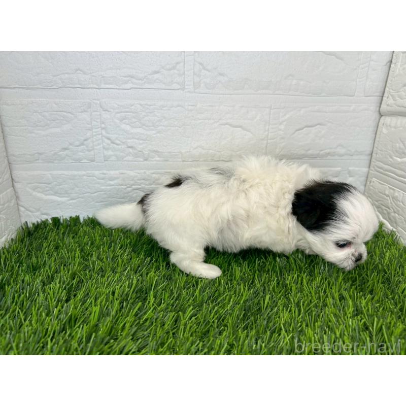 販売中の茨城県のミックス犬-414879の9枚目