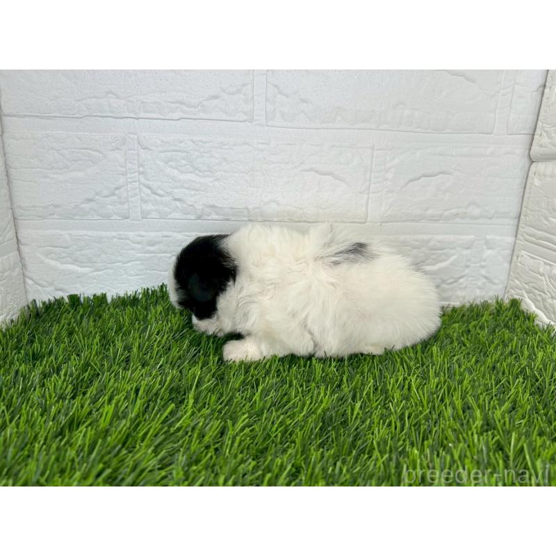 販売中の茨城県のミックス犬-414879の8枚目
