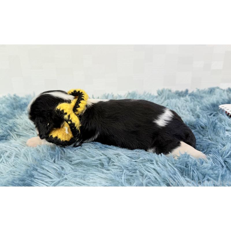 販売中の埼玉県のキャバリアキングチャールズスパニエル-414880の4枚目