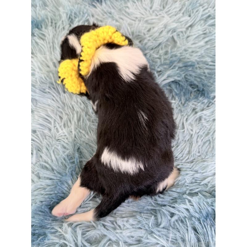 販売中の埼玉県のキャバリアキングチャールズスパニエル-414880の2枚目