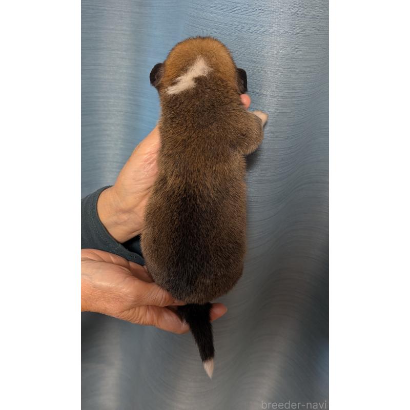 販売中の福岡県のウェルシュコーギーペンブローク-414883の2枚目