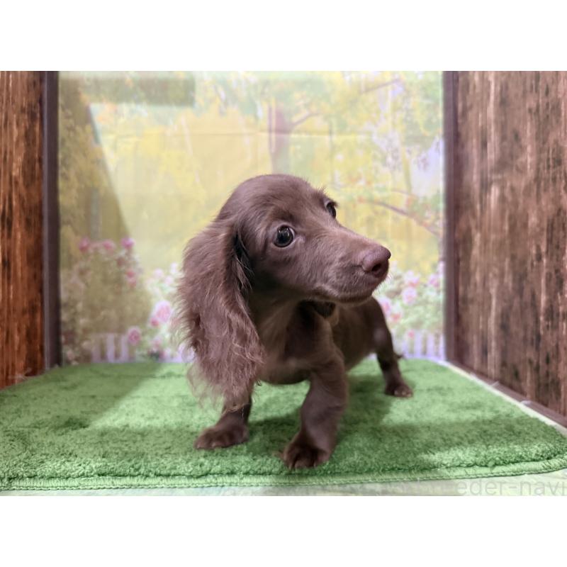 販売中の埼玉県のミニチュアダックスフンド(ロングヘアード)-398900の3枚目