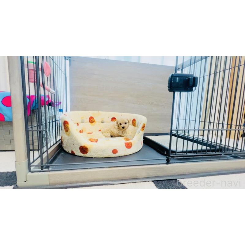 販売中の福岡県のミックス犬-414768の7枚目