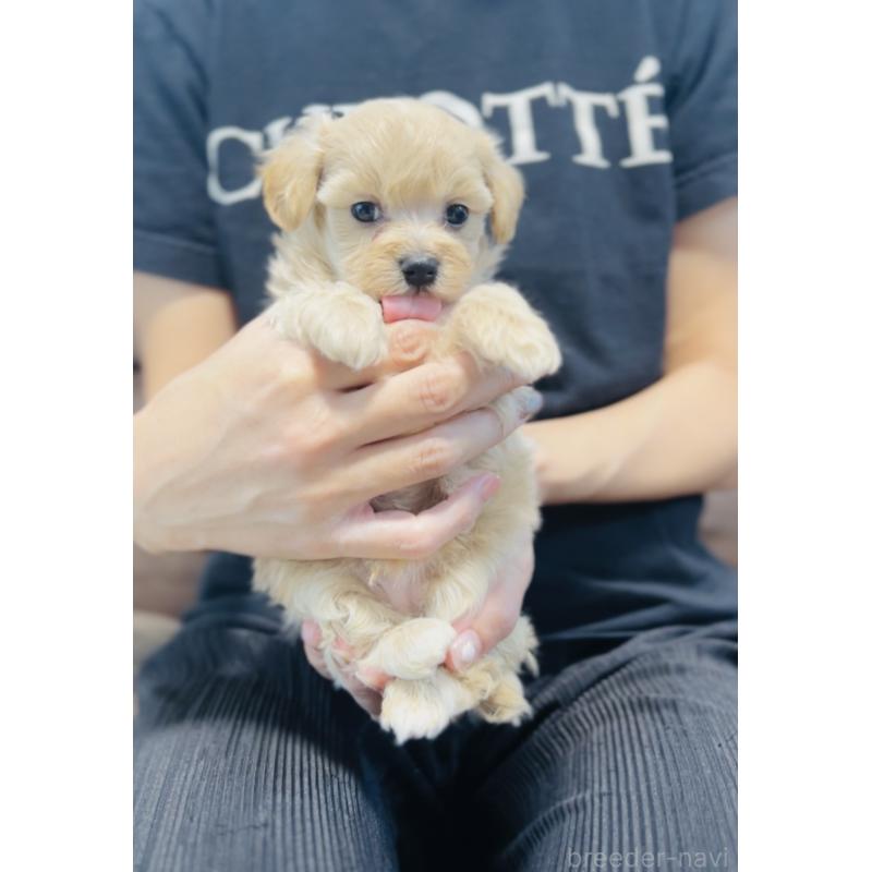 販売中の福岡県のミックス犬-414768の4枚目