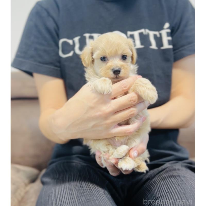 販売中の福岡県のミックス犬-414768の2枚目