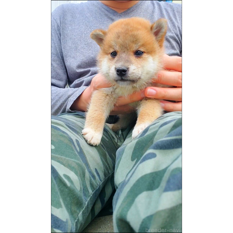 販売中の大阪府の柴犬-414888の6枚目