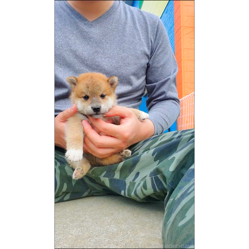 販売中の大阪府の柴犬-414888の5枚目