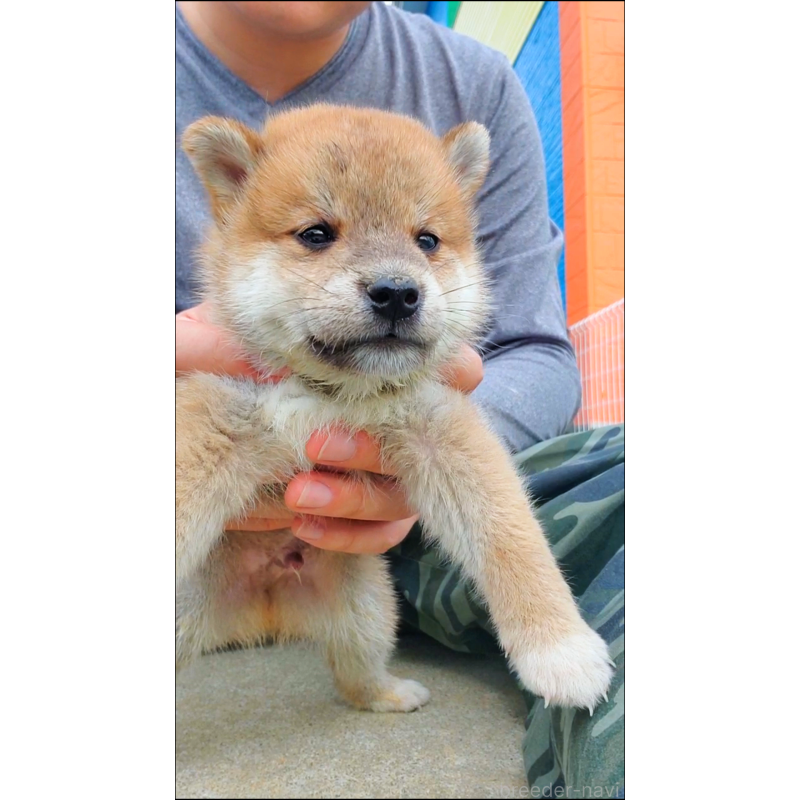 販売中の大阪府の柴犬-414888の4枚目