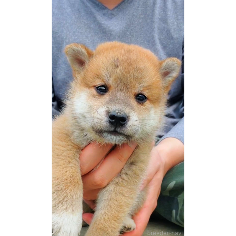 販売中の大阪府の柴犬-414888の3枚目