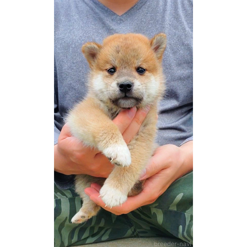 販売中の大阪府の柴犬-414888の2枚目