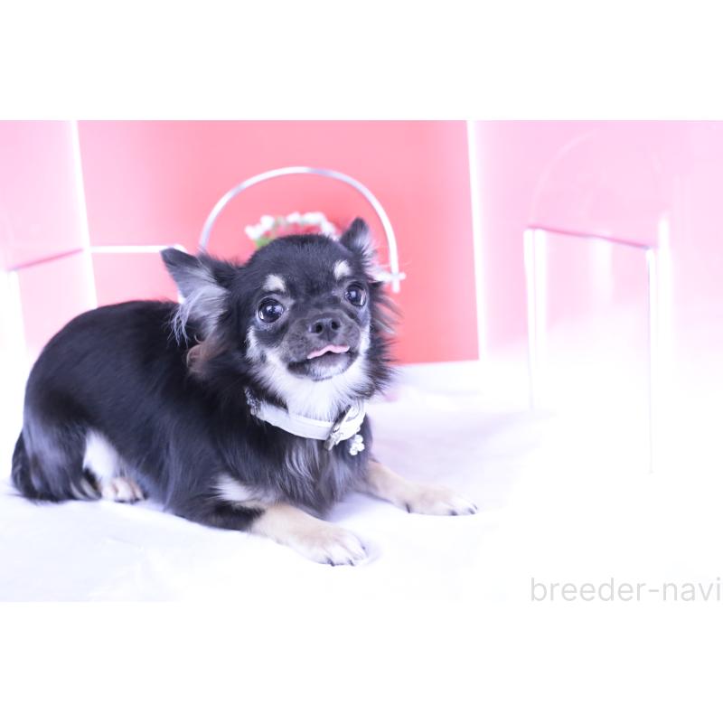 販売中の愛知県のチワワ(ロングコート)-381344の14枚目