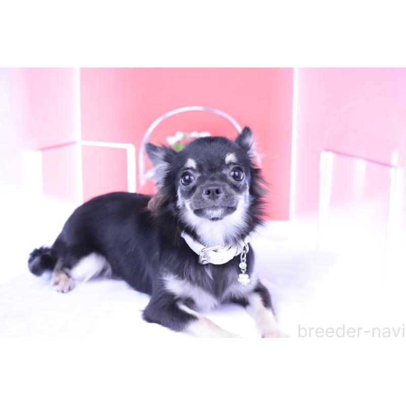 販売中の愛知県のチワワ(ロングコート)-381344の13枚目