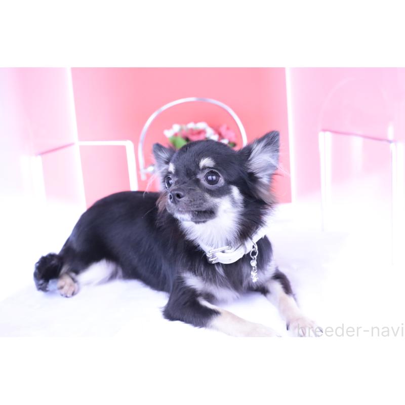 販売中の愛知県のチワワ(ロングコート)-381344の12枚目