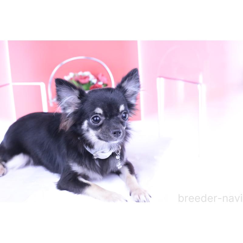 販売中の愛知県のチワワ(ロングコート)-381344の10枚目