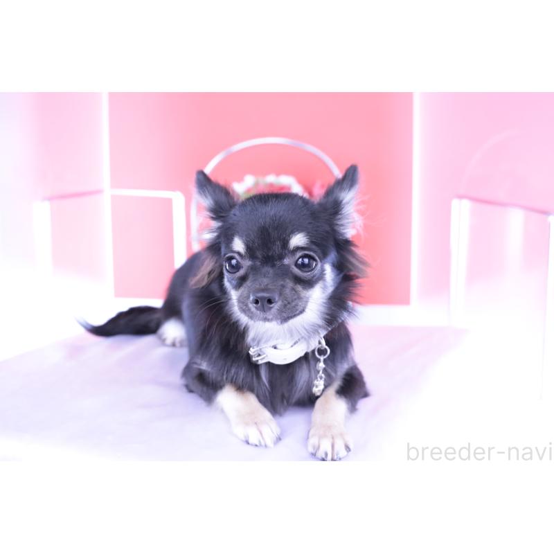 販売中の愛知県のチワワ(ロングコート)-381344の5枚目