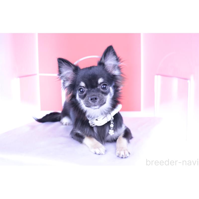 販売中の愛知県のチワワ(ロングコート)-381344の4枚目