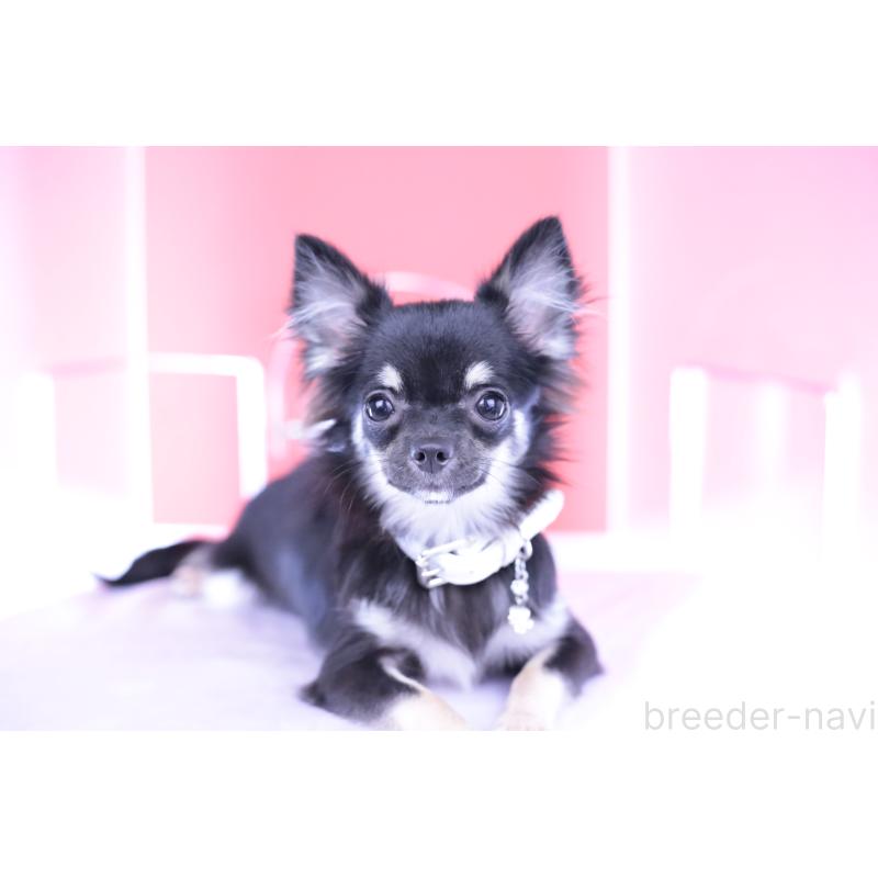 販売中の愛知県のチワワ(ロングコート)-381344の3枚目