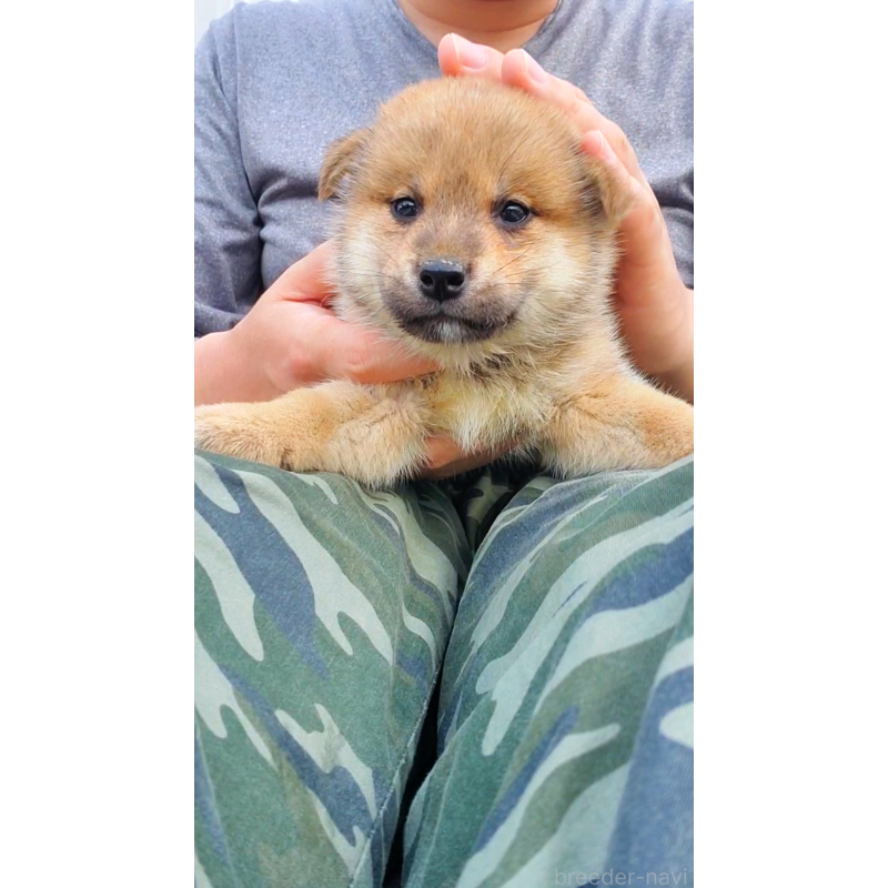 販売中の大阪府の柴犬-414889の6枚目