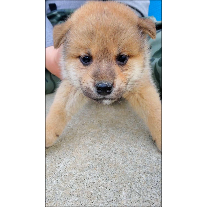 販売中の大阪府の柴犬-414889の3枚目