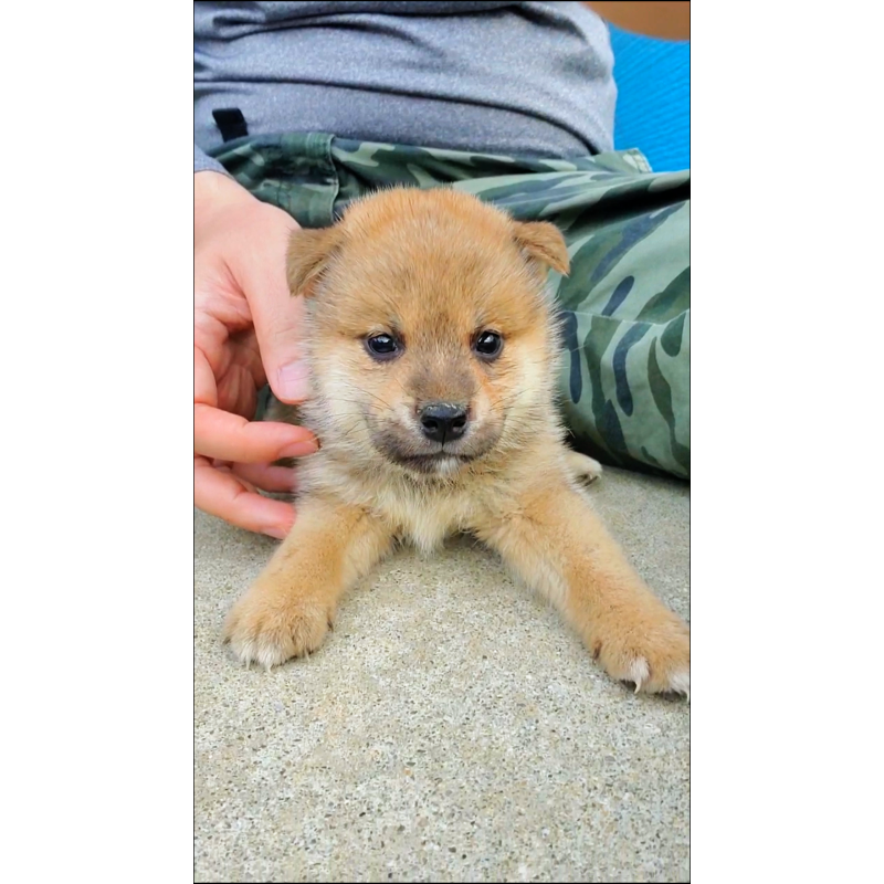 販売中の大阪府の柴犬-414889の2枚目