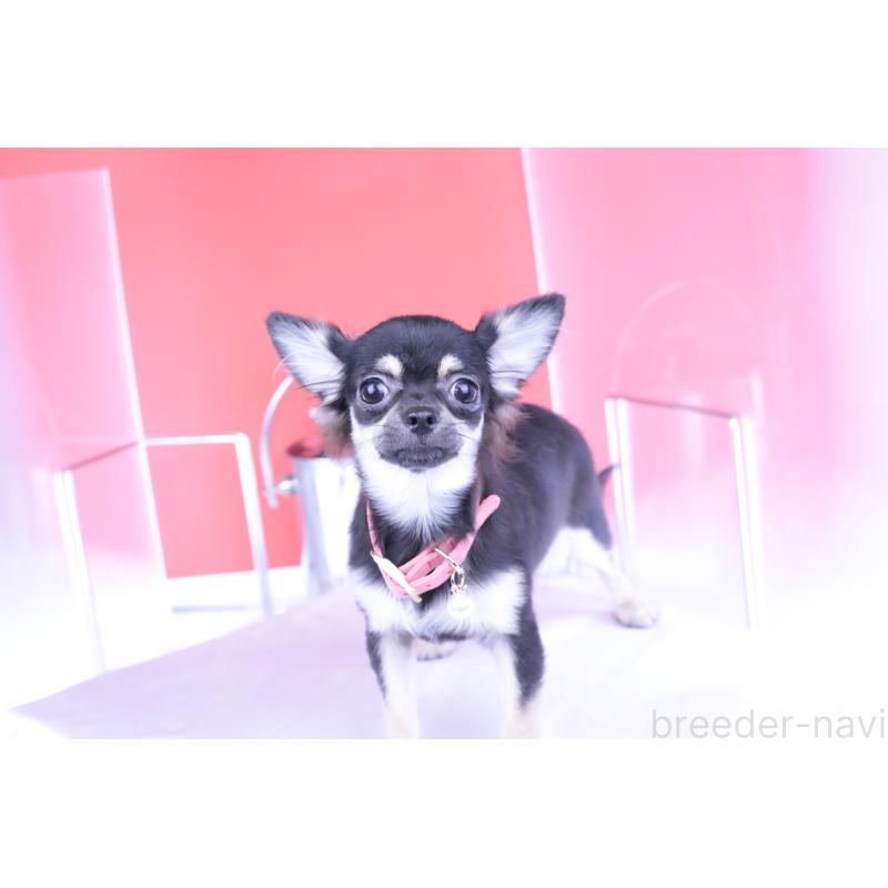 販売中の愛知県のチワワ(ロングコート)-385774の3枚目