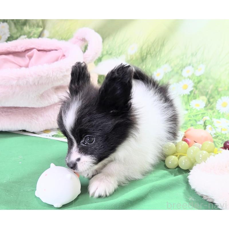 販売中の埼玉県のパピヨン-414295の3枚目