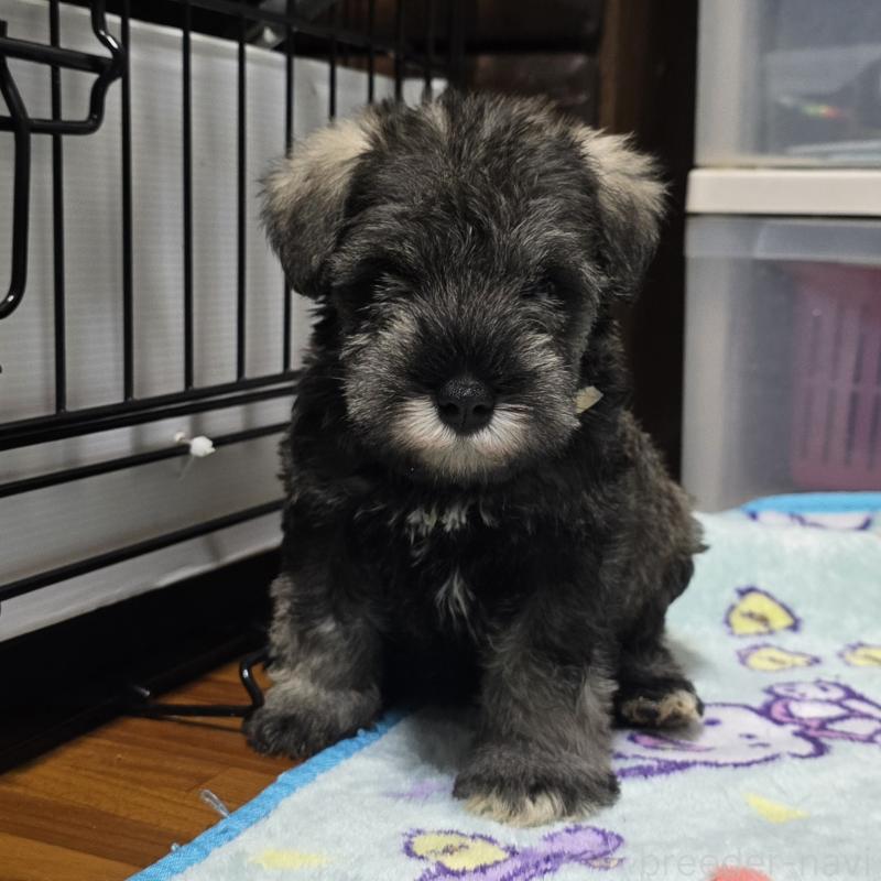 成約済の岡山県のミニチュアシュナウザー-408660の5枚目