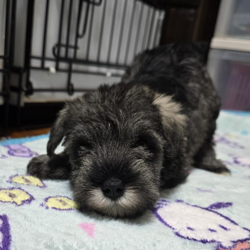 成約済の岡山県のミニチュアシュナウザー-408660の4枚目