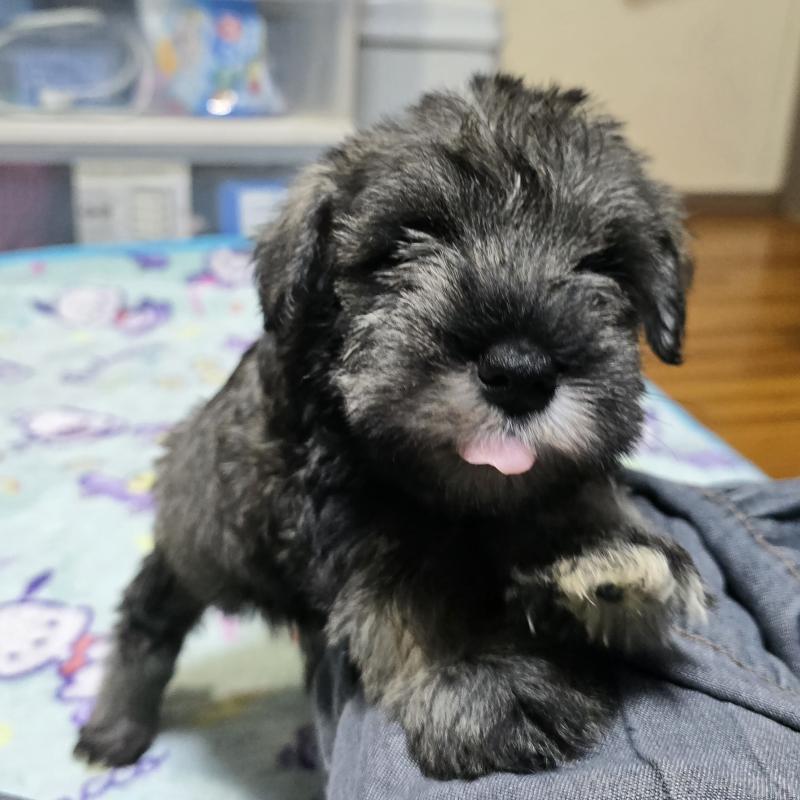 成約済の岡山県のミニチュアシュナウザー-408660の3枚目