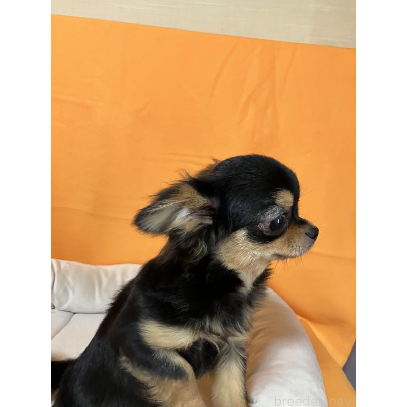 成約済の埼玉県のチワワ(ロングコート)-392194の3枚目