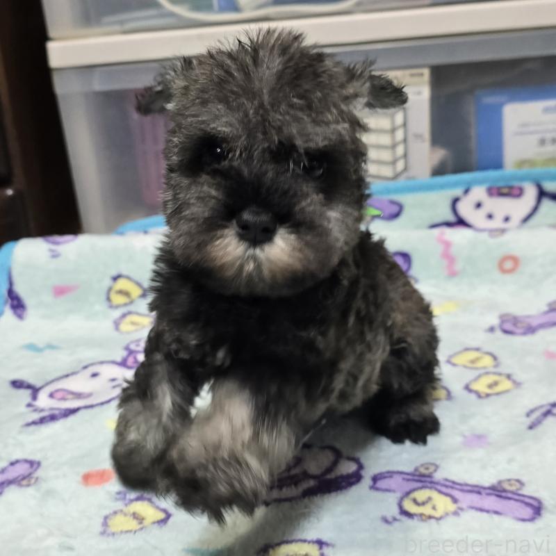 成約済の岡山県のミニチュアシュナウザー-408661の5枚目