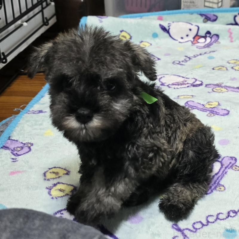 成約済の岡山県のミニチュアシュナウザー-408661の4枚目