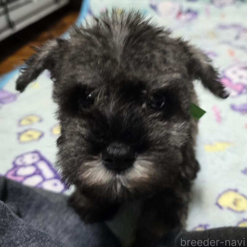 成約済の岡山県のミニチュアシュナウザー-408661の3枚目