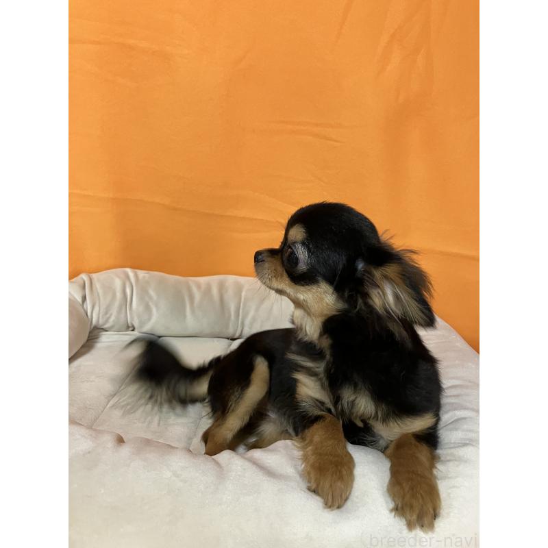 成約済の埼玉県のチワワ(ロングコート)-392194の2枚目