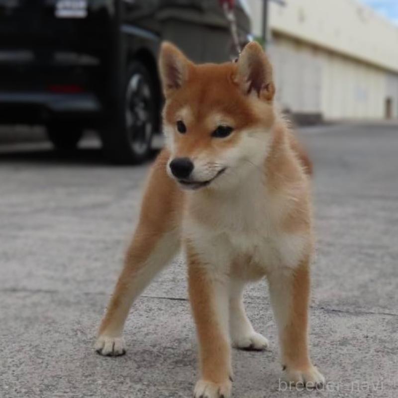 販売中の大阪府の柴犬-414897の4枚目