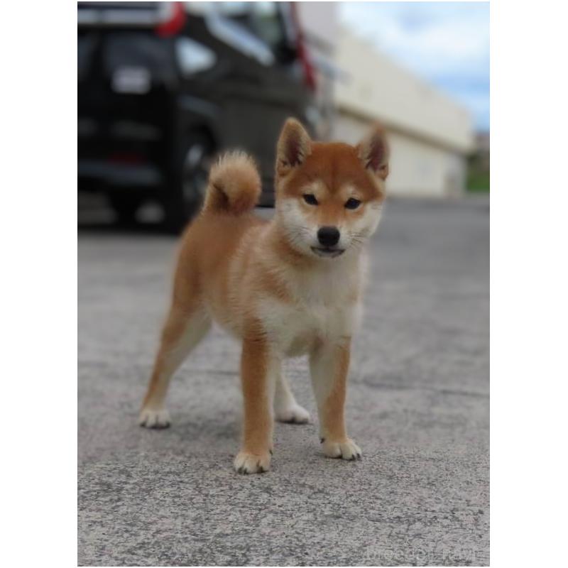 販売中の大阪府の柴犬-414897の3枚目