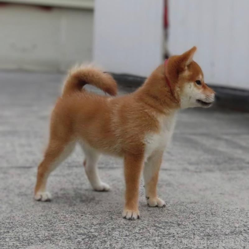 販売中の大阪府の柴犬-414897の2枚目
