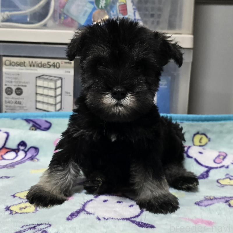 成約済の岡山県のミニチュアシュナウザー-411595の6枚目