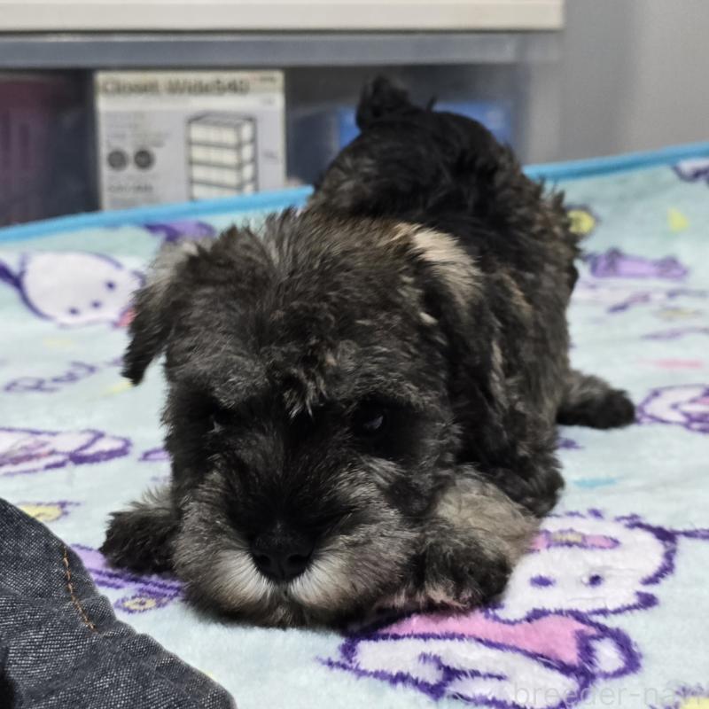 成約済の岡山県のミニチュアシュナウザー-408662の6枚目