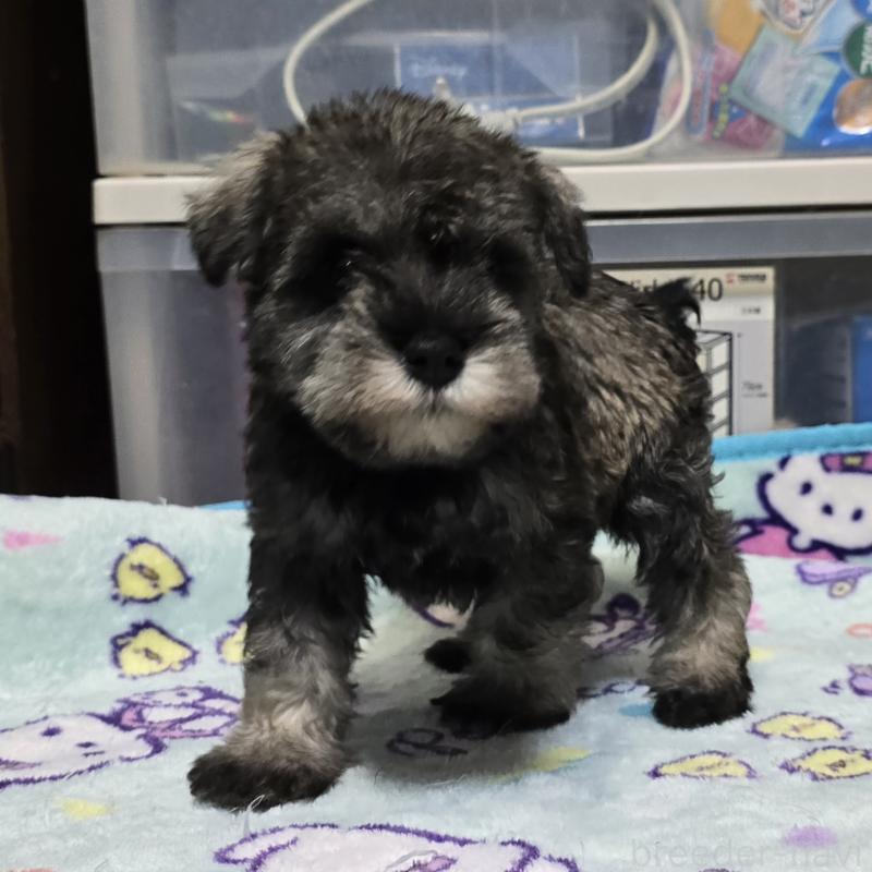 成約済の岡山県のミニチュアシュナウザー-408662の5枚目