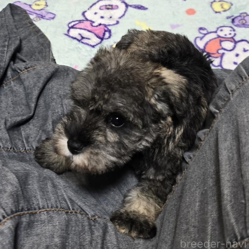 成約済の岡山県のミニチュアシュナウザー-408662の4枚目