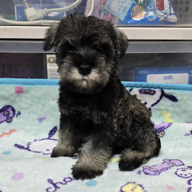 成約済の岡山県のミニチュアシュナウザー-408663の6枚目