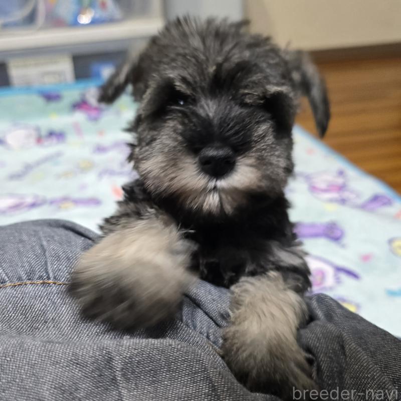 成約済の岡山県のミニチュアシュナウザー-408663の5枚目