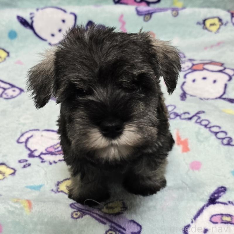 成約済の岡山県のミニチュアシュナウザー-408663の4枚目