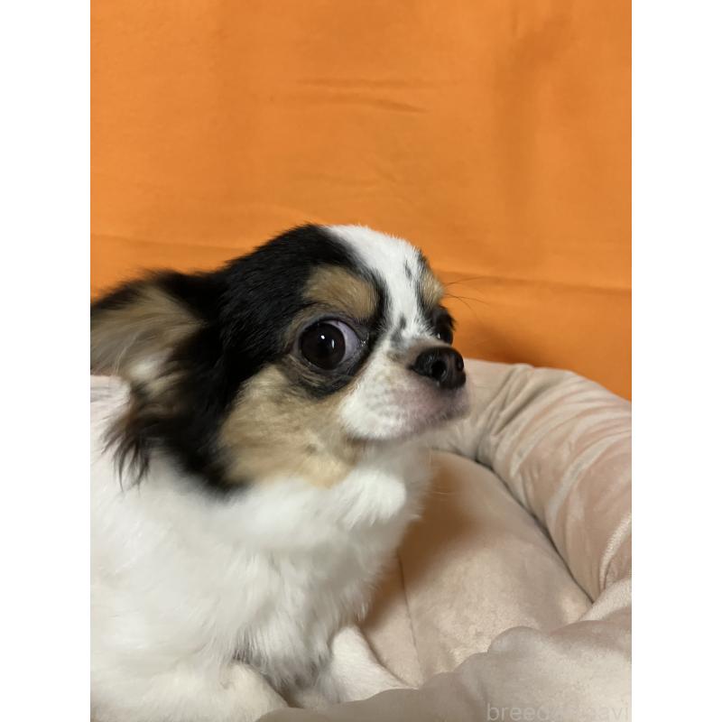 販売中の埼玉県のチワワ(ロングコート)-392193の3枚目